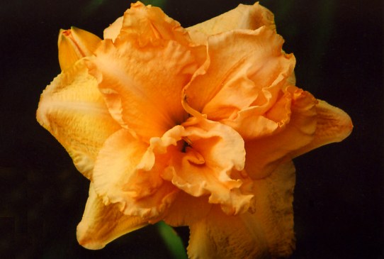 Винин Тикет Winning Ticket