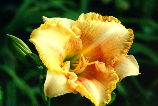 Wisest Of Wizards Уисест Оф Визадс