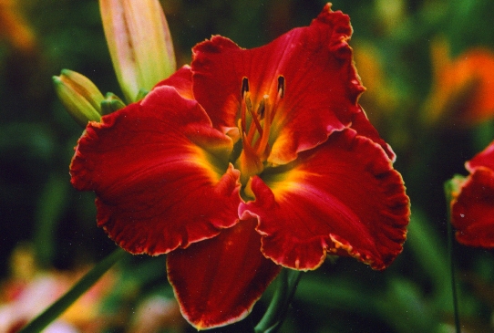 Wish Fulfillment Уиш Фулфилмент