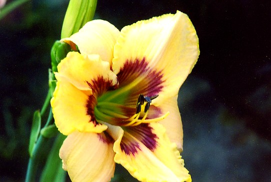 Witch Stitchery Уич Стичери