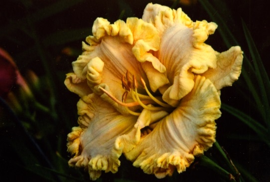 Wonder of it All Уандер оф ит Олл