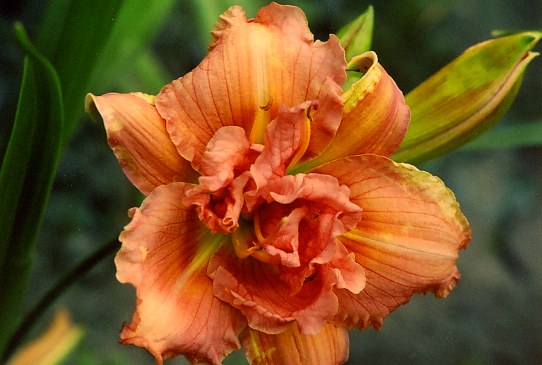 Yazoo Jim Terry Йезу Джим Терри