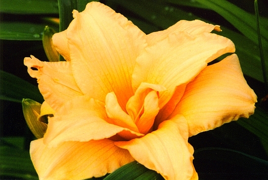 Zella Virginia Зеле Виржиния