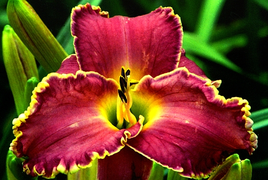 Zephir John Зефир Джон