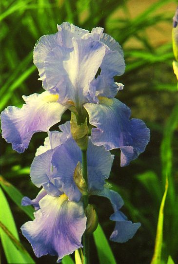 �������� ����� Amurskie Volny