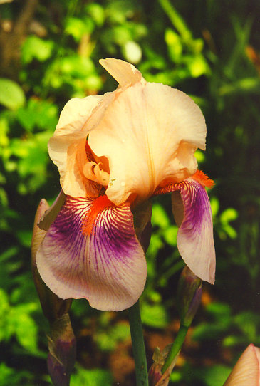 ������ ������ Andrey Knazev