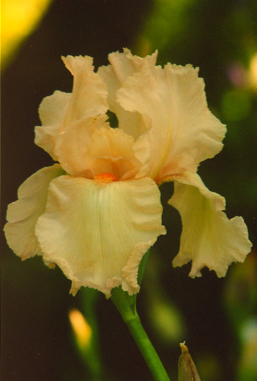 ����� Buffy