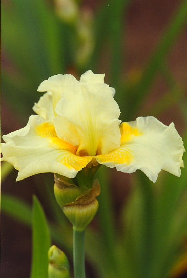 �� � ���� Be a Dream