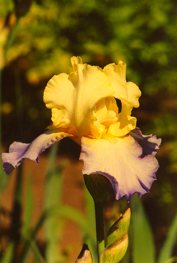 ����� ������� Betty Simond