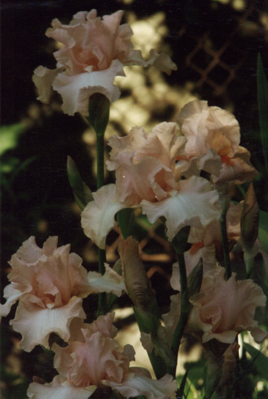 ������� ����� Beverly Sills