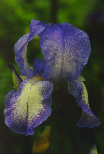 ��� ������ Blue Shimmer