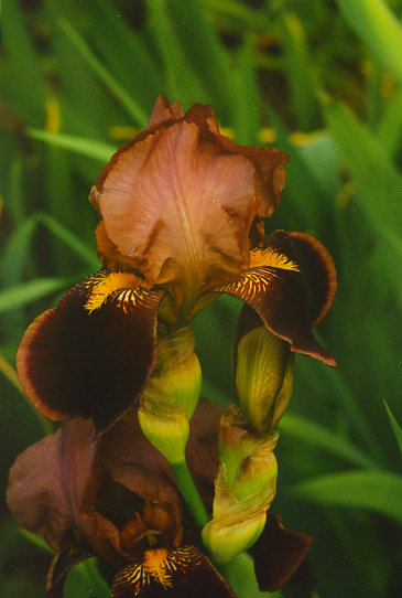 ������ Brazen