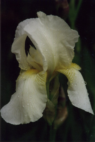 ����� �� ���� Cliff's of Dover