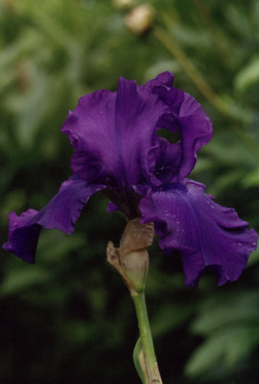 ����� ��������� Dasco Challenger