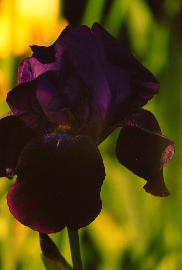 ��� ���� Deep Black