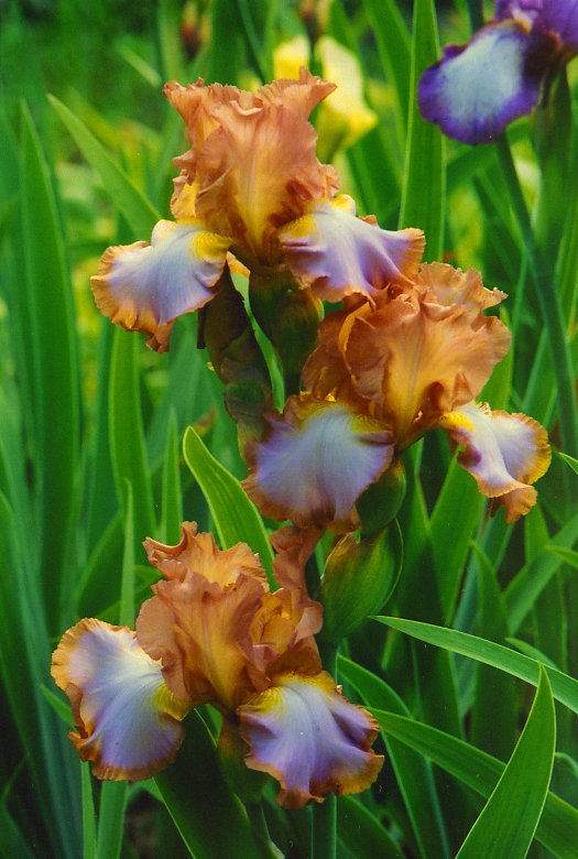 ��������� ���� Differend World