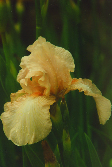 ������ ������ First Love