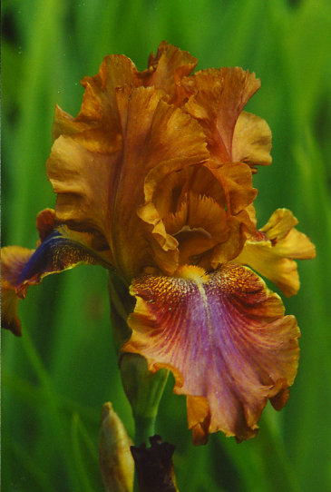 ���� ���� Outen Live's