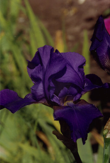 ����� ��������� Pledge Allijack's