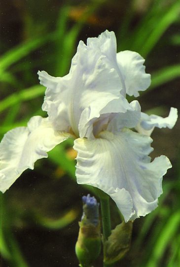 ����� �������� Scrawn Sterling