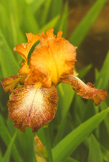 �������� Shprecless