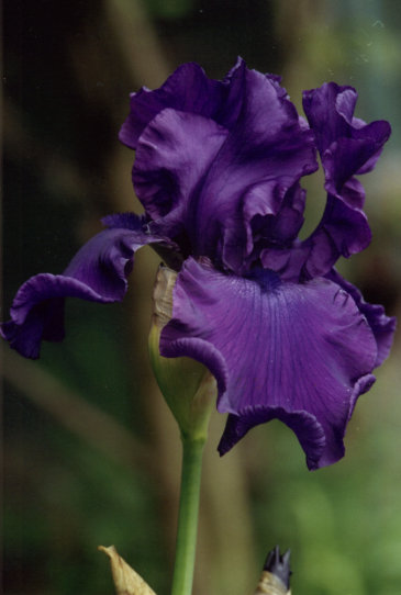 ������� ����� Titanic Glory