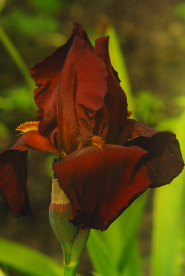 ���� ����� Vita Fire