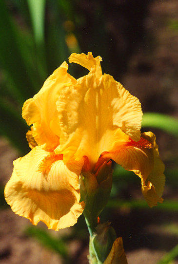 �� ��� ����