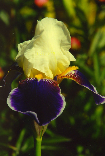 ����� Wabash