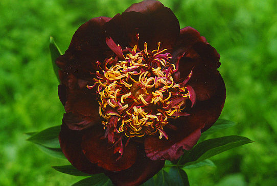 Чоколит Соулдже Chocolate Soldier