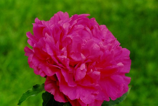 Клемансо Clemenceau