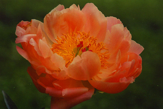 Корал Чарм Coral Charm