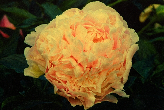 Корнелия Шейлор Cornelia Shaylor