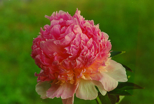 Эдулис Суперба Edulis Superba