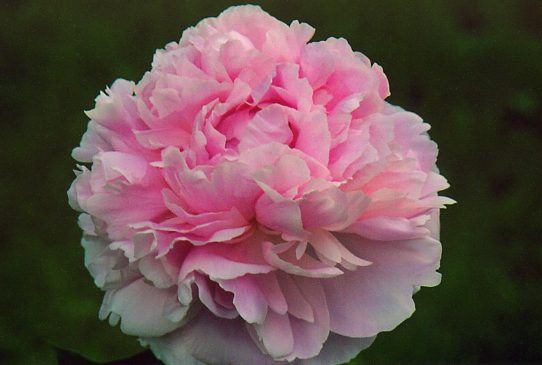 Флоренс Эллис Florence Ellis