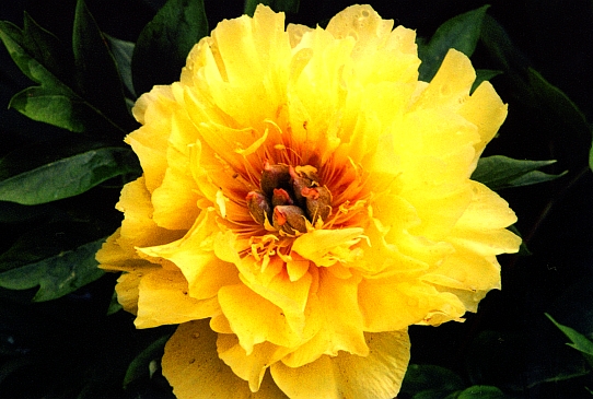 Garden Treasure Гарден Треже