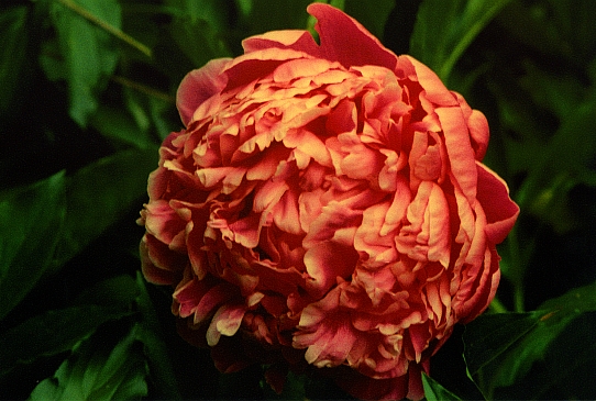 Глэдис Тейлор Gladis Taylor