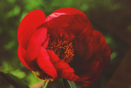 Херитидж Heritage