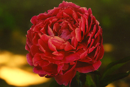 Джей Си Jay Cee