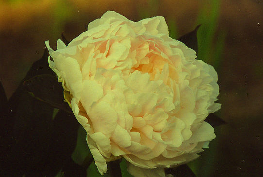 Jubilejnyj - Юбилейный ГБС