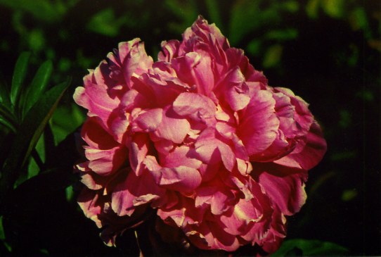 Джуди Энн Judy Ann