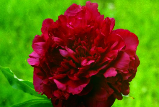 Джун Бриллиант June Brilliant