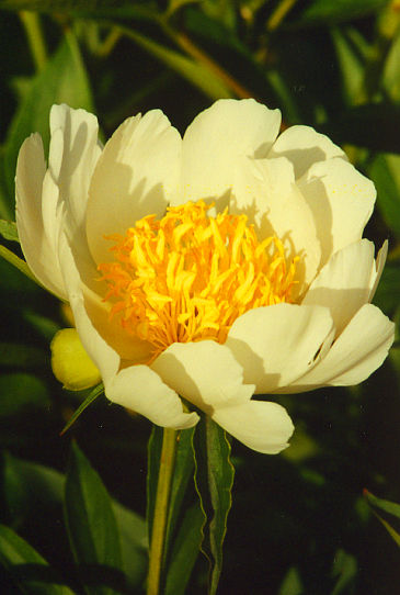 Лотус Куин Lotus Queen