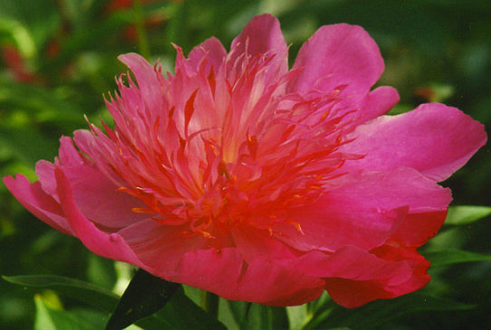 Мадам Баттерфляй M-me Butterfly