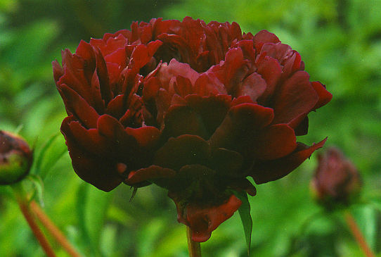 Маэстро Maestro