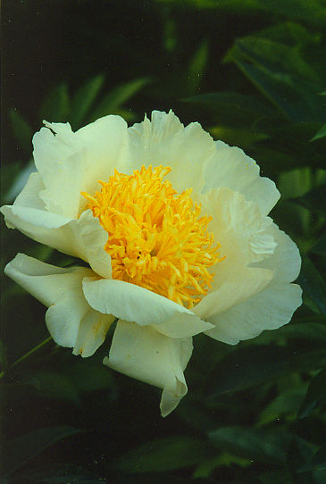 Мун оф Ниппон Moon of Nippon