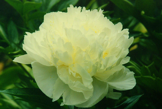 Мунглоу Moonglow