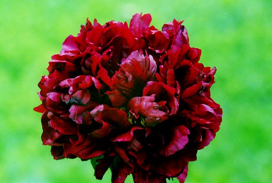 Орландо Робертс Orlando Roberts