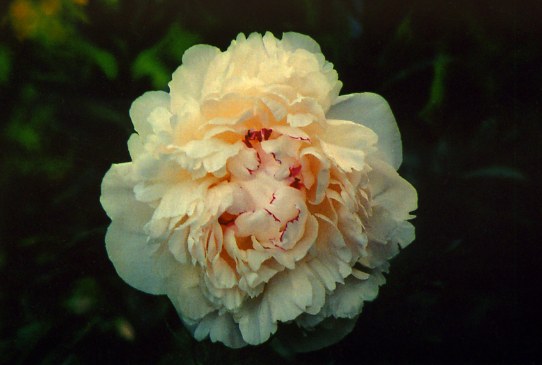 Памяти Ак-ка Цицина Pamyati akademika Cicina