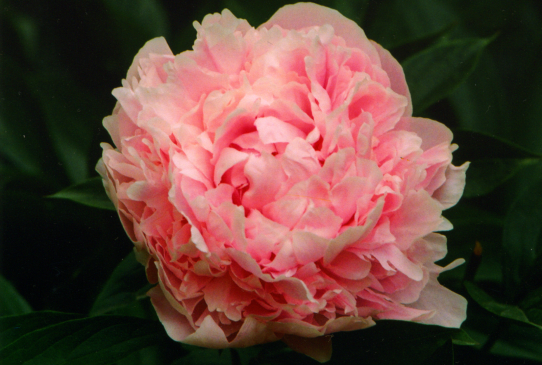 Пион №368, Peon 368